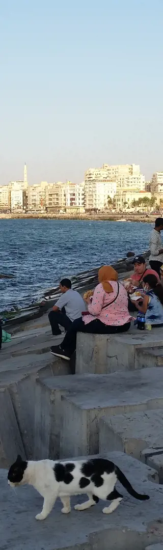 «Welcome to Alex»